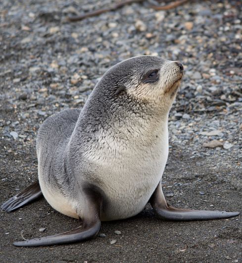 Seal pup South Georgia